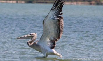 Oltaya takılan pelikanın hayatını balıkçılar kurtardı