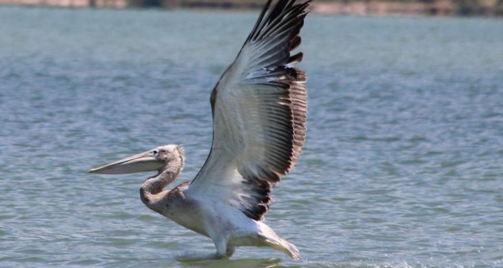 Oltaya takılan pelikanın hayatını balıkçılar kurtardı