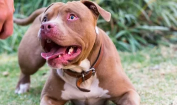 Pitbull saldırısında sahibine 7,5 yıla kadar hapis talebi