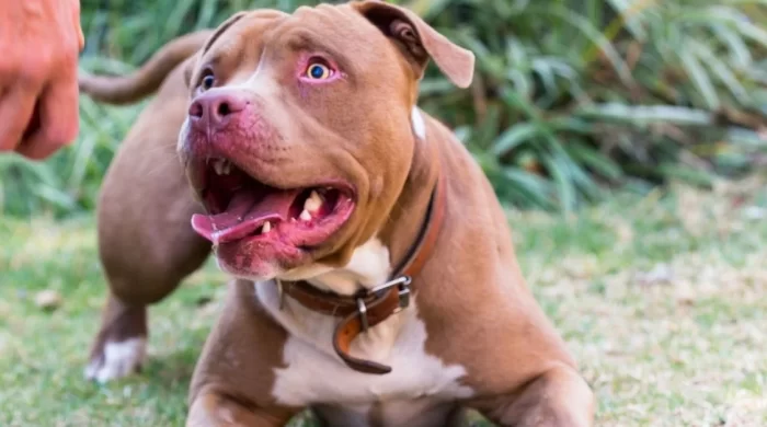 Pitbull saldırısında sahibine 7,5 yıla kadar hapis talebi