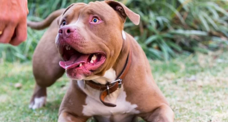 Pitbull saldırısında sahibine 7,5 yıla kadar hapis talebi