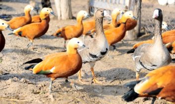 Yaralı Ördeklerden Etkilenip Hayvanat Bahçesi Kurdu
