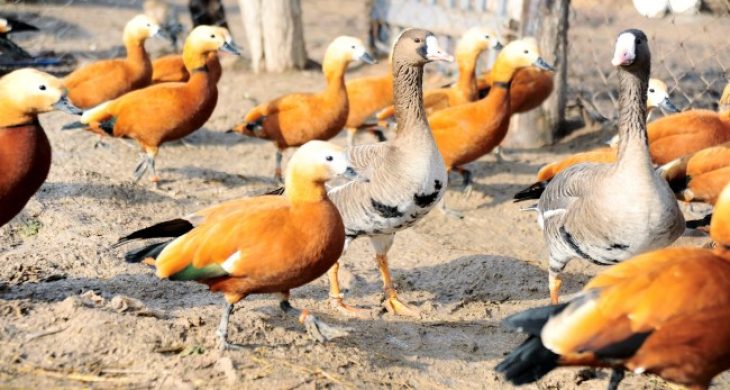 Yaralı Ördeklerden Etkilenip Hayvanat Bahçesi Kurdu