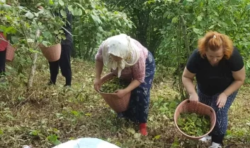 Giresun sahil kesimi bahçelerine giriş yaptı