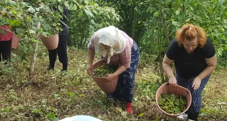 Giresun sahil kesimi bahçelerine giriş yaptı