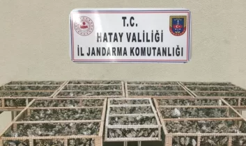 Saka kuşları özgürlüğe kanat çırptı