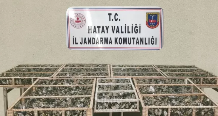 Saka kuşları özgürlüğe kanat çırptı