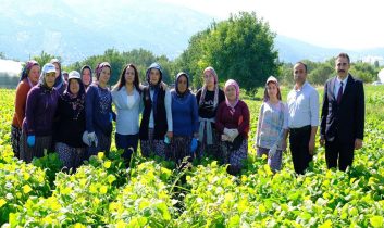 Kadın emeği tarımın lokomotifi