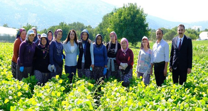 Kadın emeği tarımın lokomotifi
