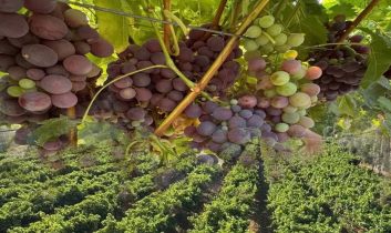 Esnaflıktan toprağa: Enver Öztürk’ün üzümdeki başarı hikayesi