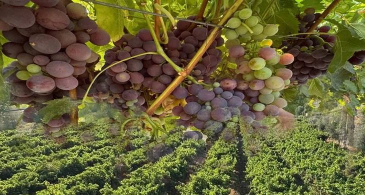 Esnaflıktan toprağa: Enver Öztürk’ün üzümdeki başarı hikayesi