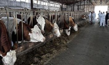 Şarkikaraağaç’ta şap alarmı