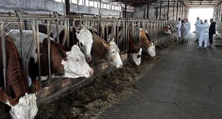 Şarkikaraağaç’ta şap alarmı