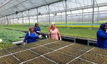 Kumluca’da yaz sıcakları altında fide üretimi: İşçiler zorlu koşullarda çalışıyor