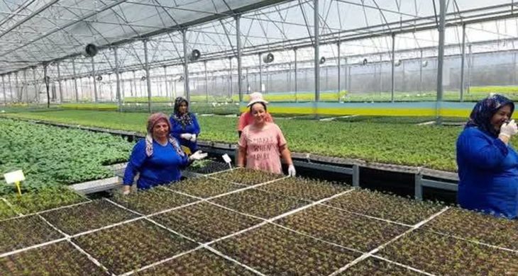 Kumluca’da yaz sıcakları altında fide üretimi: İşçiler zorlu koşullarda çalışıyor