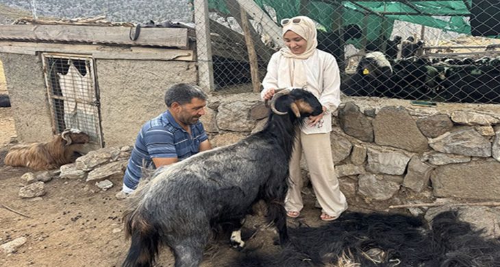 Antalya’da yörüklerin yüzyıllık geleneği yaşatılıyor: Kıl kırkımı