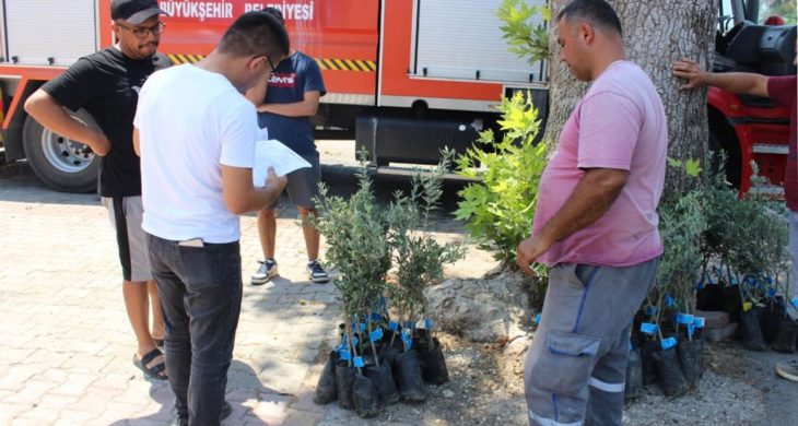 Antalya’lı üreticiye zeytin fidanı desteği!