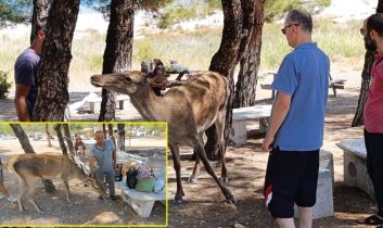 Salda Gölü’nde kızıl geyik sürprizi