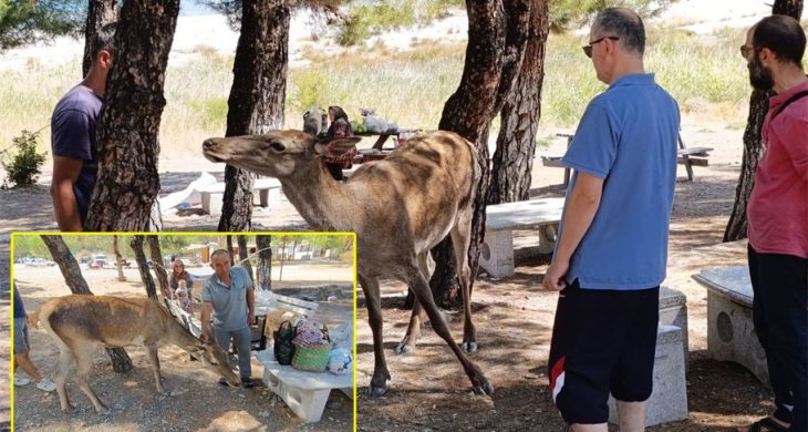Salda Gölü’nde kızıl geyik sürprizi