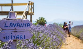 Lavanta kokulu başarı: Türkiye’nin mor altını Isparta’dan yükseliyor
