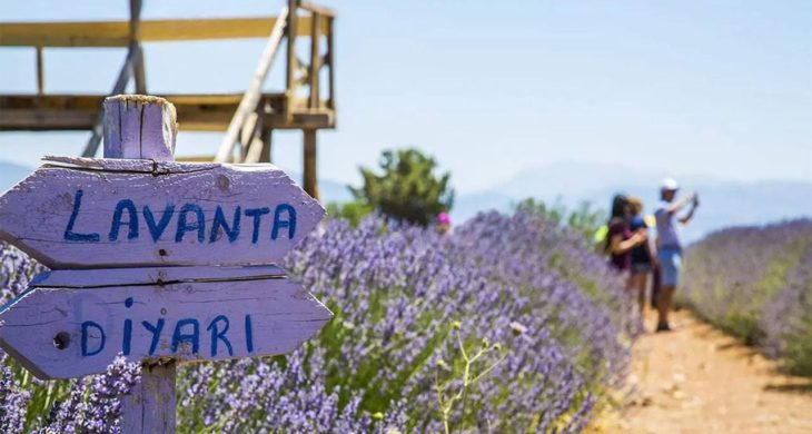 Lavanta kokulu başarı: Türkiye’nin mor altını Isparta’dan yükseliyor
