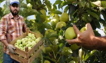 Isparta’da Elma hasadı başladı