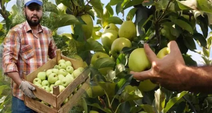 Isparta’da Elma hasadı başladı