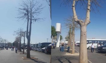 Antalya Havalimanı’nda kuruyan ağaçlar tepki çekti