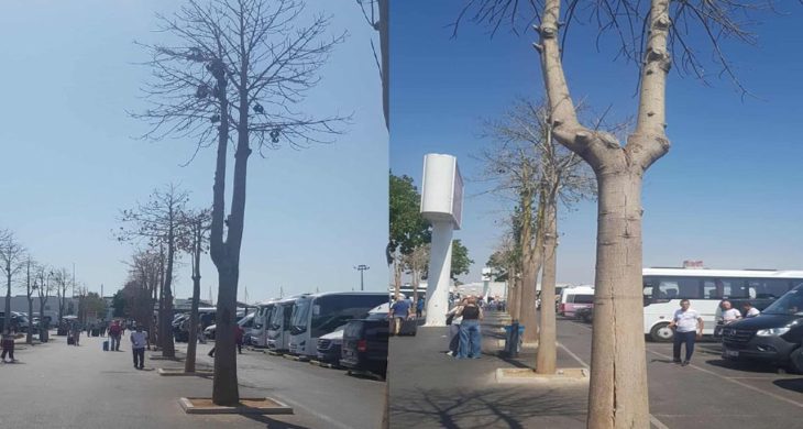 Antalya Havalimanı’nda kuruyan ağaçlar tepki çekti