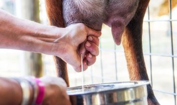 Şap krizi süt üretimini vurdu: Eylül ayında üretim düştü