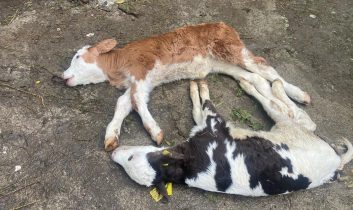 Düzce’yi  “Şap” korkusu sardı