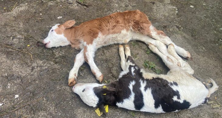 Düzce’yi  “Şap” korkusu sardı