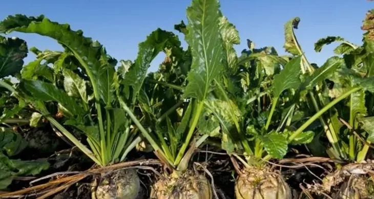 Şeker sektöründe 2025-2026 kotaları açıklandı