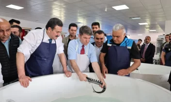 “Siyah inci” Karadeniz’e dönüyor