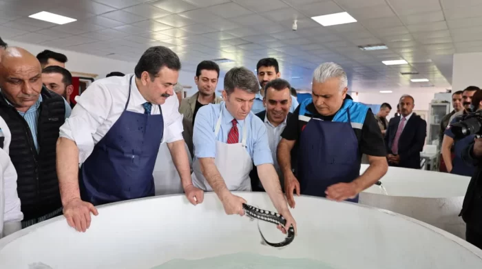 “Siyah inci” Karadeniz’e dönüyor