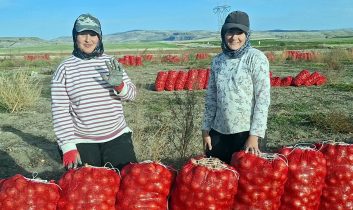 Beypazarı’nda soğan üreticisi tarlada 5 TL ile geçim derdinde