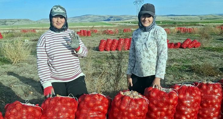 Beypazarı’nda soğan üreticisi tarlada 5 TL ile geçim derdinde