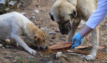 İzmir’de hayvan katliamı: 10 köpek ve 5 kedi zehirlenerek öldürüldü