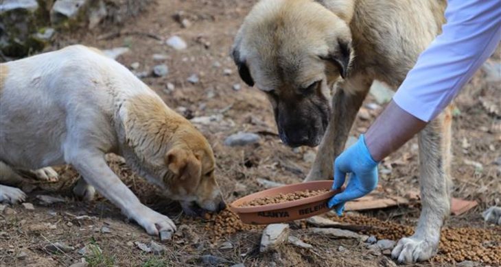 İzmir’de hayvan katliamı: 10 köpek ve 5 kedi zehirlenerek öldürüldü