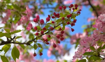 Son cemre toprağa düştü: Bahar resmen başladı