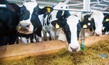 Süt üretiminde düşüş sürüyor: İşletmelerin topladığı süt miktarı azaldı