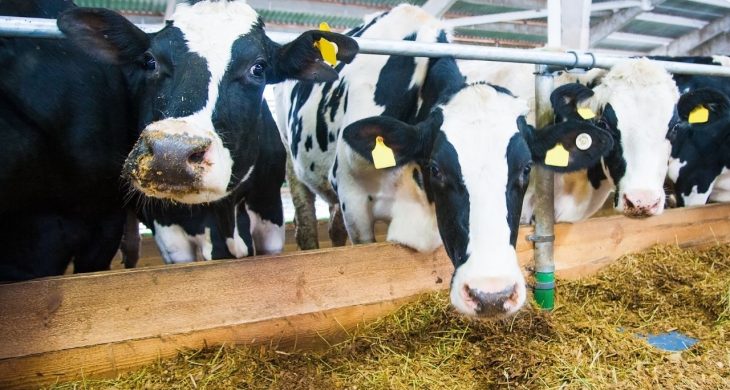 Süt üretiminde düşüş sürüyor: İşletmelerin topladığı süt miktarı azaldı