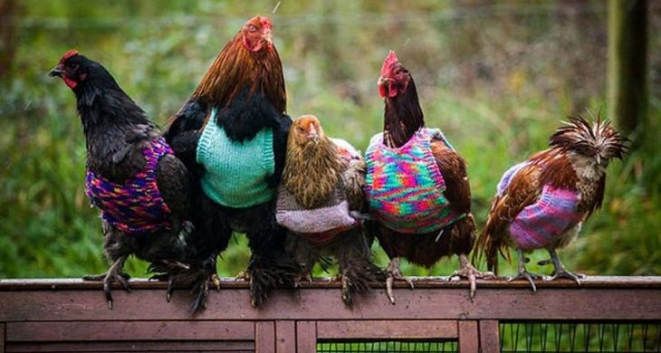 Kuş gribi İspanya’da alarm seviyesini yükseltti: Milyonlarca hayvan itlaf edildi