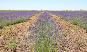 Lavanta Bahçesi İlkbaharda Görsel Şölene Hazırlanıyor