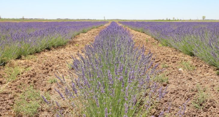 Lavanta Bahçesi İlkbaharda Görsel Şölene Hazırlanıyor