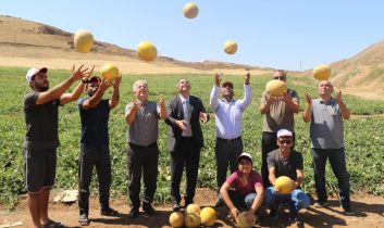 Elazığ’da Kavun Rekoltesi Yüzleri Güldürdü…
