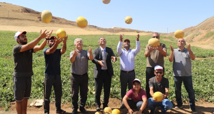 Elazığ’da Kavun Rekoltesi Yüzleri Güldürdü…