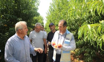 Elazığ’da Şeftali Entegre Bahçelerinde Hasat Devam Ediyor…