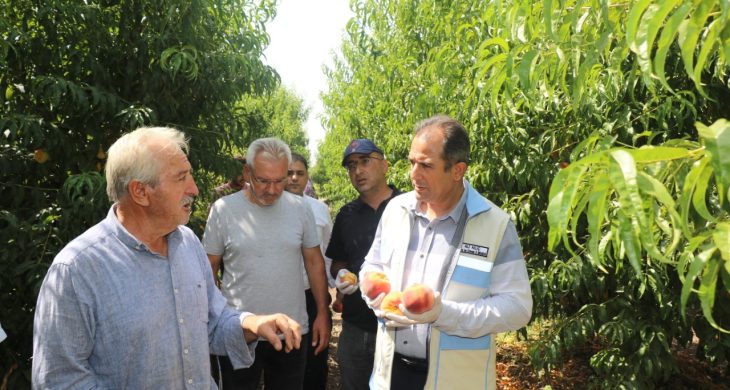 Elazığ’da Şeftali Entegre Bahçelerinde Hasat Devam Ediyor…