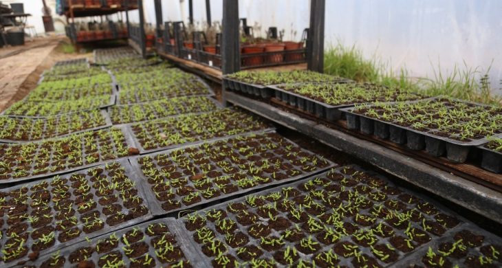 Seralarda Yetiştrilen Fideler Park ve Bahçeleri Süsleyecek